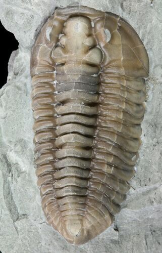 Flexicalymene Trilobite - Ohio #61044